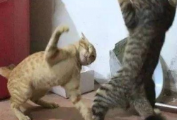 猫咪打架视频,一场视觉盛宴的打架视频回顾